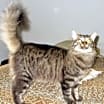Thumbnail photo of Boomer (Lap Cat) #1