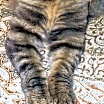 Thumbnail photo of Boomer (Lap Cat) #3