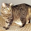 Thumbnail photo of Boomer (Lap Cat) #4