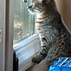 Thumbnail photo of Chloe #3