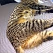 Thumbnail photo of Chloe #4