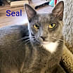Thumbnail photo of Seal #1