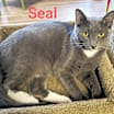 Thumbnail photo of Seal #2