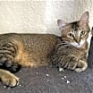 Thumbnail photo of Maple #3