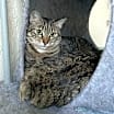 Thumbnail photo of Brodie #2
