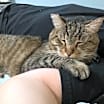 Thumbnail photo of Lancelot #1