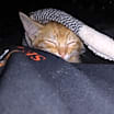 Thumbnail photo of Oliver #1