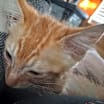 Thumbnail photo of Oliver #4