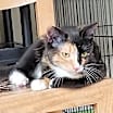 Thumbnail photo of Cupcake #1