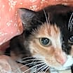 Thumbnail photo of Cupcake #2