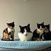 Thumbnail photo of Cupcake #3