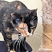 Thumbnail photo of Cupcake #4