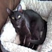 Thumbnail photo of KITTEN POLLY POCKET #1