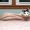 Thumbnail photo of Oscar #3