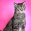 Thumbnail photo of Theodore #1