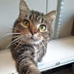 Thumbnail photo of Missy #3