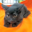 Thumbnail photo of Clark #2