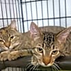 Thumbnail photo of Diamond #3