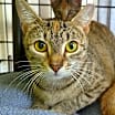Thumbnail photo of Diamond #4