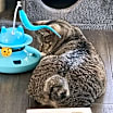 Thumbnail photo of Hamilton #4