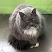 Thumbnail photo of Earl Grey 1 (Sponsored) #4