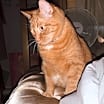 Thumbnail photo of Maxwell (Courtesy Post - Contact info below) #1