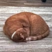 Thumbnail photo of Maxwell (Courtesy Post - Contact info below) #2