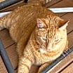 Thumbnail photo of Maxwell (Courtesy Post - Contact info below) #3