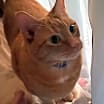 Thumbnail photo of Maxwell (Courtesy Post - Contact info below) #4