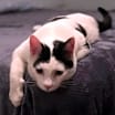 Thumbnail photo of Oscar #4