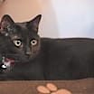 Thumbnail photo of Gwendolyn #1