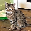 Thumbnail photo of Cheyenne #2