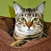 Thumbnail photo of Cheyenne #3