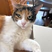 Thumbnail photo of Fawn #1