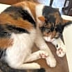 Thumbnail photo of Fawn #2