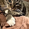 Thumbnail photo of Charlie - Foster Needed #1