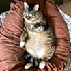 Thumbnail photo of Charlie - Foster Needed #3