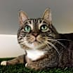 Thumbnail photo of Charlie - Foster Needed #4