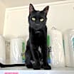 Thumbnail photo of Inky #2