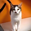 Thumbnail photo of Endora #1