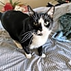 Thumbnail photo of Nilah #1