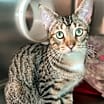 Thumbnail photo of Toulouse #1