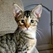Thumbnail photo of Toulouse #2