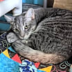 Thumbnail photo of Berlioz #2