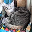 Thumbnail photo of Berlioz #3