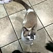 Thumbnail photo of Precious #2