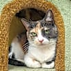 Thumbnail photo of Delilah #2