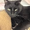 Thumbnail photo of Louie #3