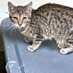 Thumbnail photo of Middy #4