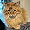 Thumbnail photo of Shredder #1